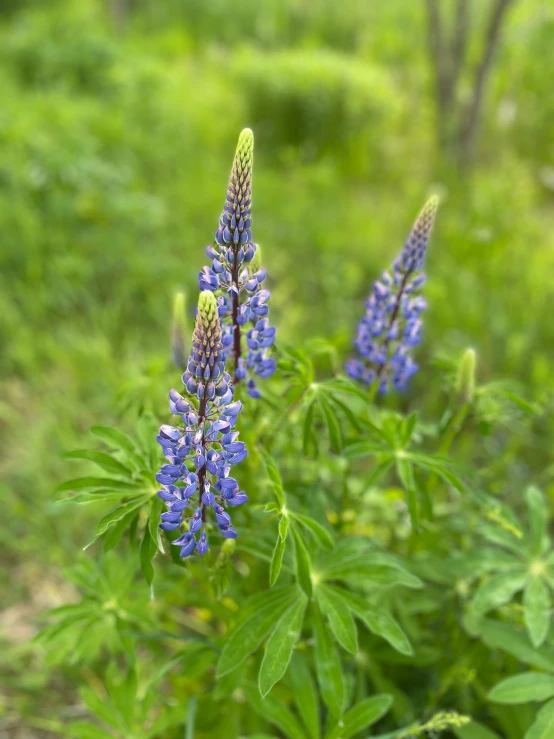 blue flowers growing in green grass with the background blurred