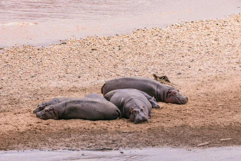 three hippos lying together on the ground by the water