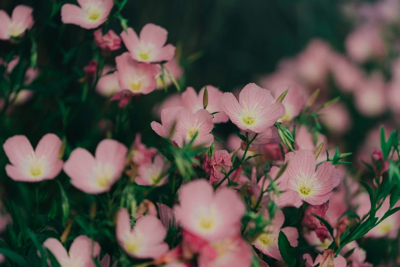 a bunch of pink flowers that are blooming together