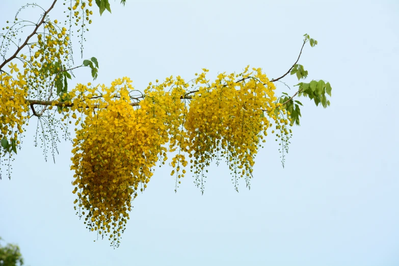 the tree has many flowers on it