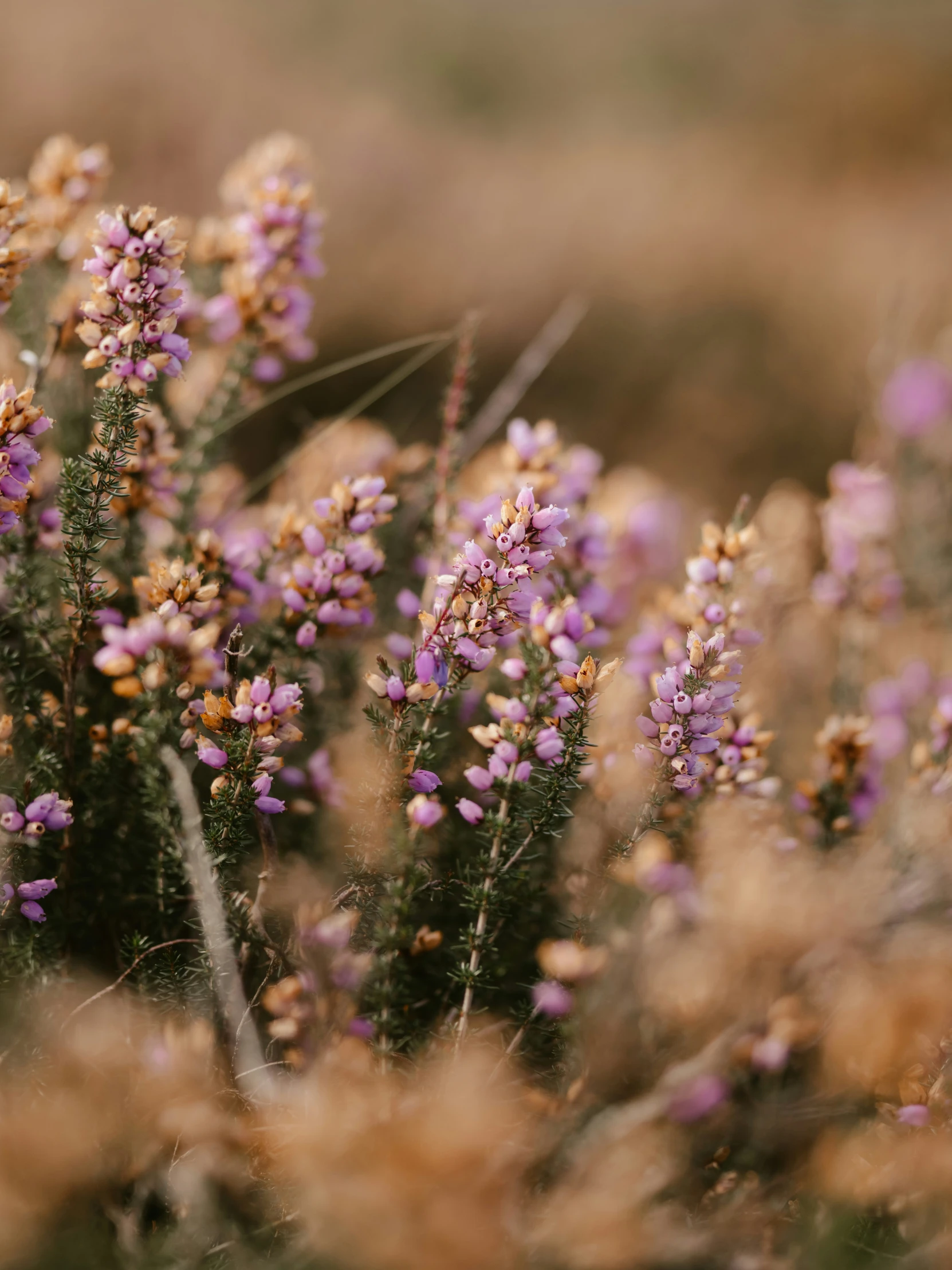 flowers are in a field with no leaves on them