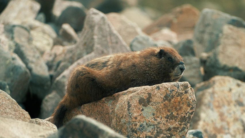 a brown bear sitting on top of a rock near some rocks