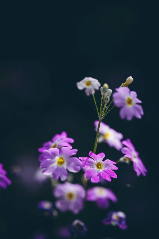 purple flowers against a black background in the dark