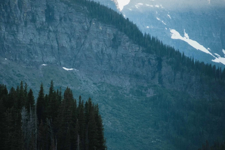 some very tall trees near a mountain side