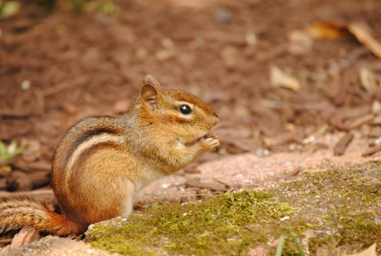 the squirrel is sitting on the ground eating the grass