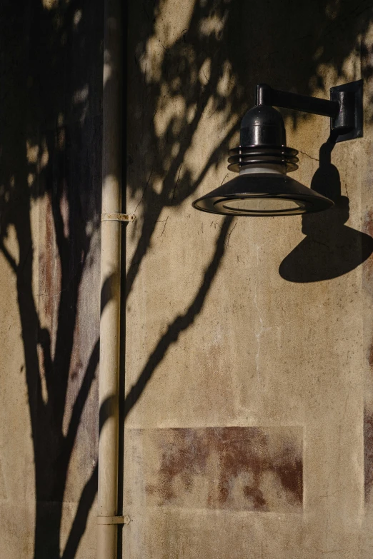 a tree casting a shadow on a concrete wall