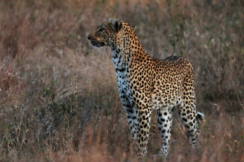 a leopard standing in tall dry grass and looking out