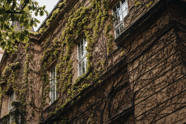 an old building covered in vines under trees