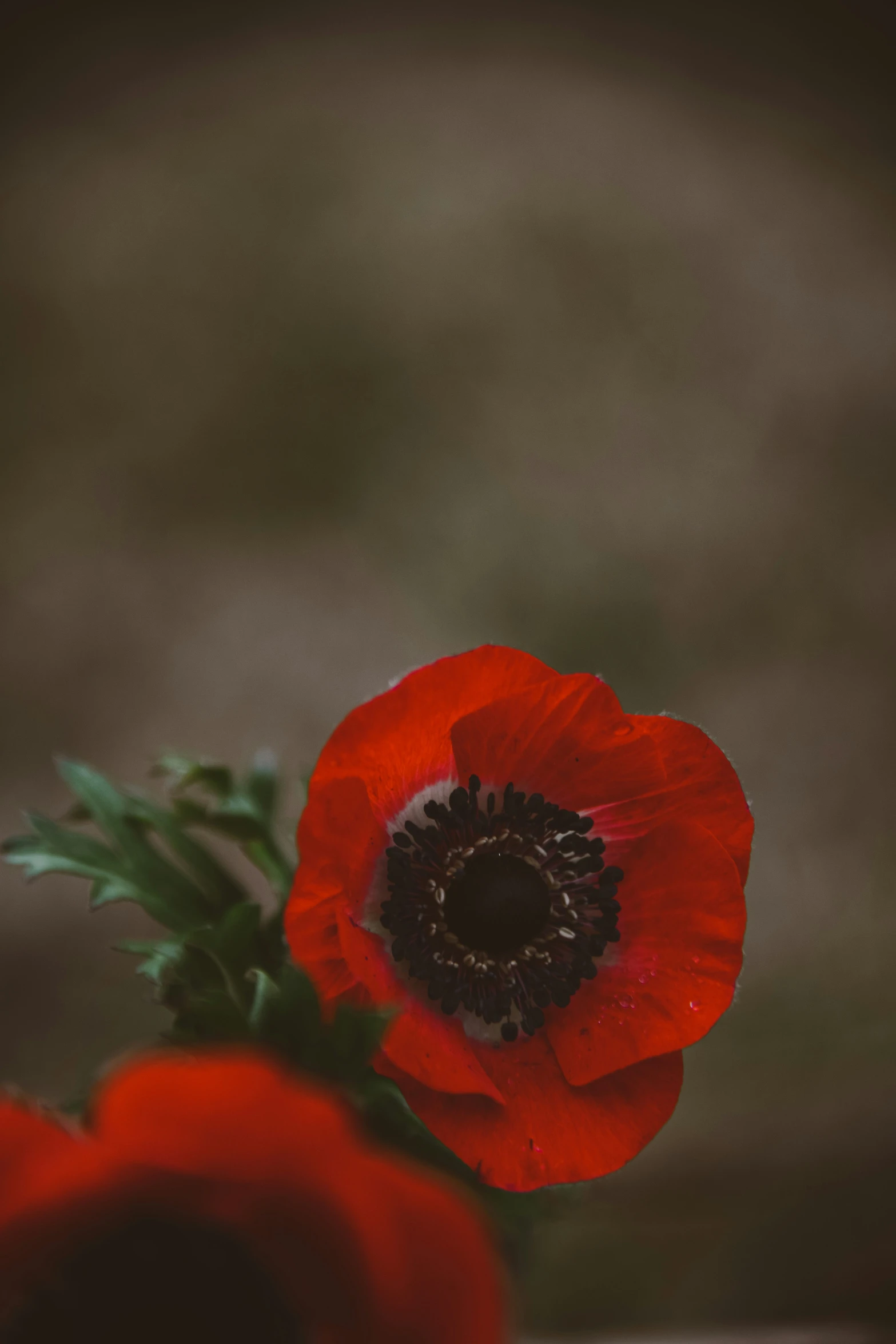 the flowers in the vase are not very red