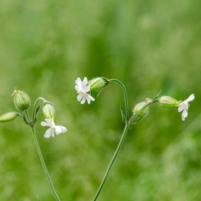 a close up of a flower in a vase on the grass