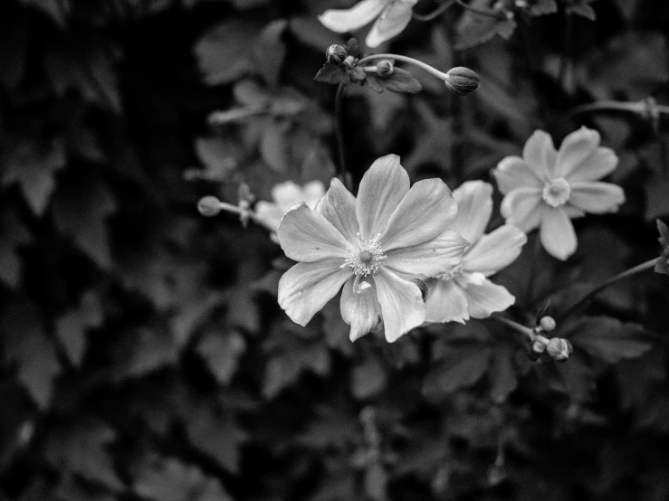 some flowers that are blooming very close to each other