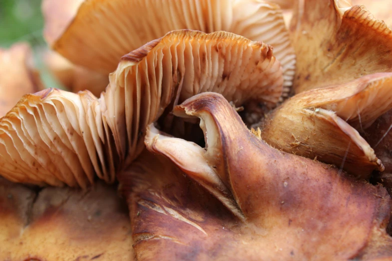 some little brown mushrooms growing from the leaves