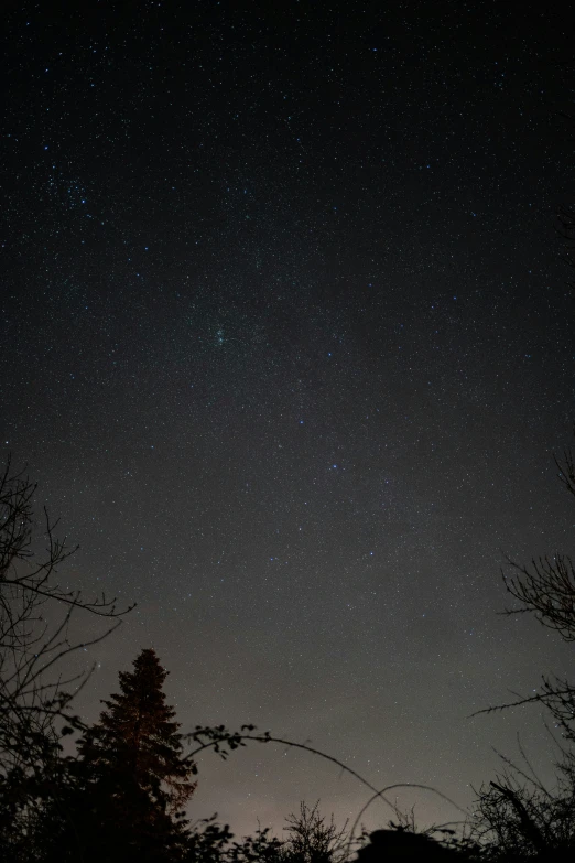 trees and stars in the sky at night