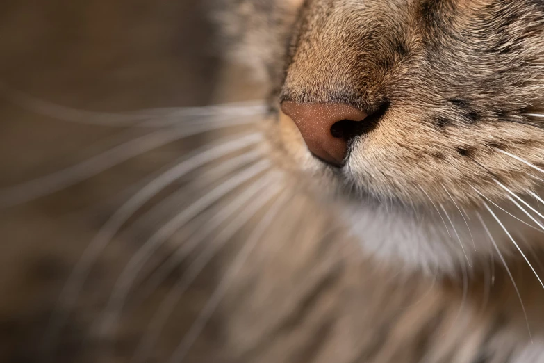 a cat sleeping with its eyes wide open