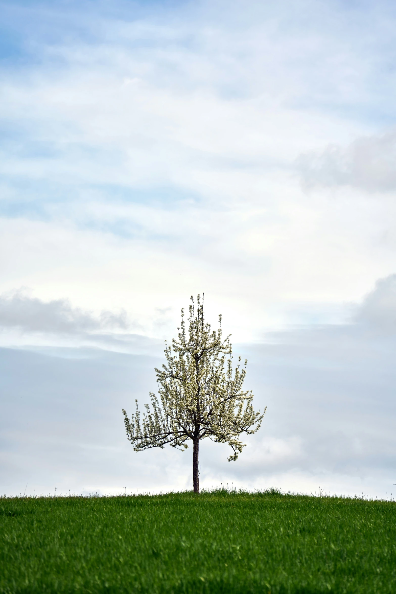 a tree in the middle of a grassy hill