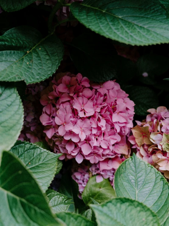 a couple of pink flowers next to green leaves