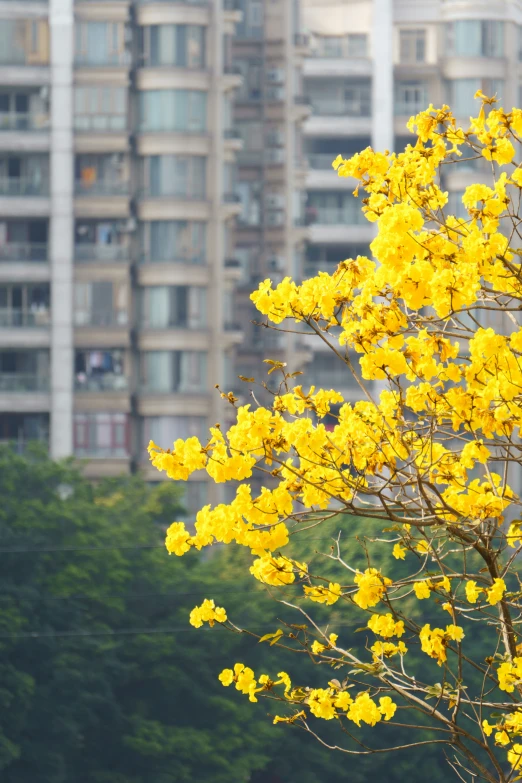 the yellow flowers are on a tree in front of tall buildings