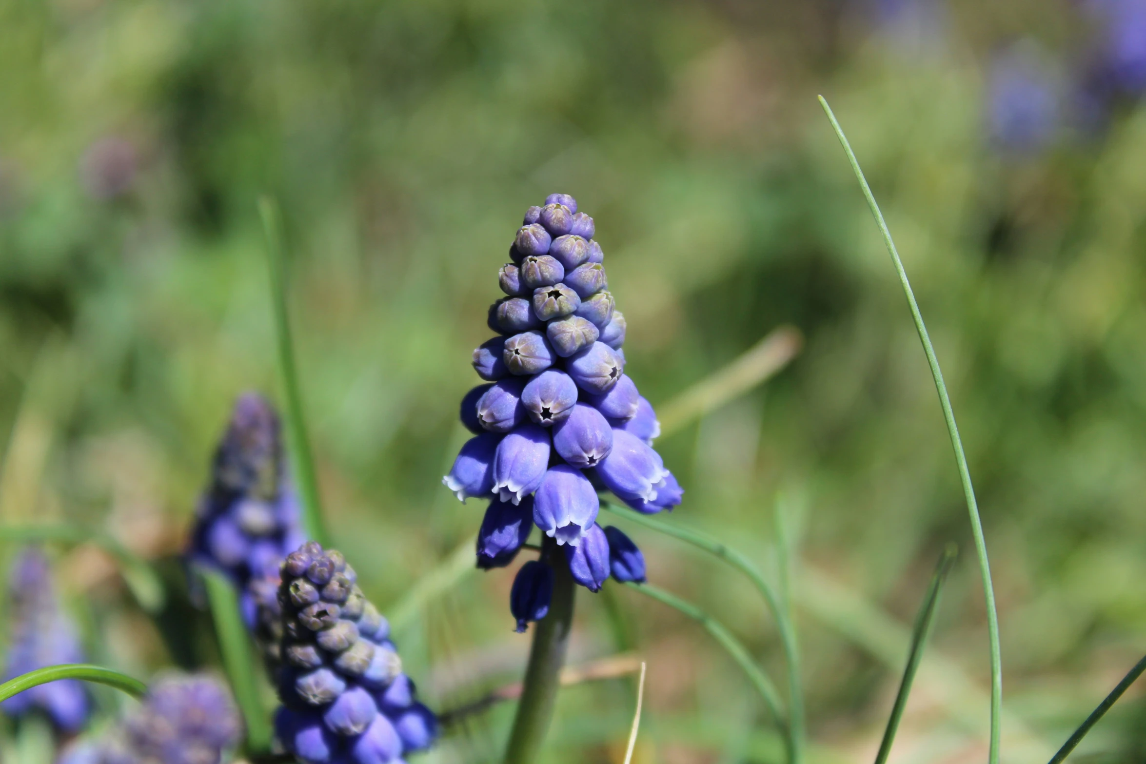 a close - up of a group of purple flowers