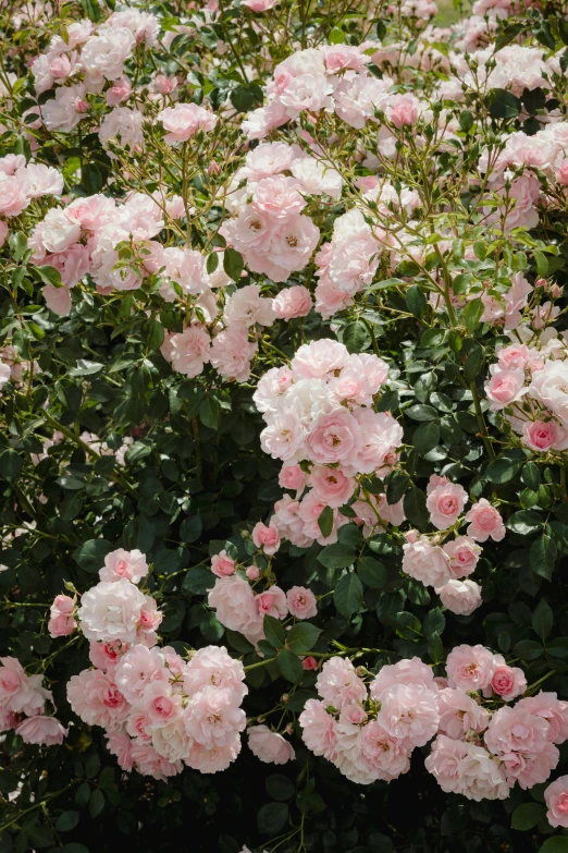 a bush of pink roses with white and red stems