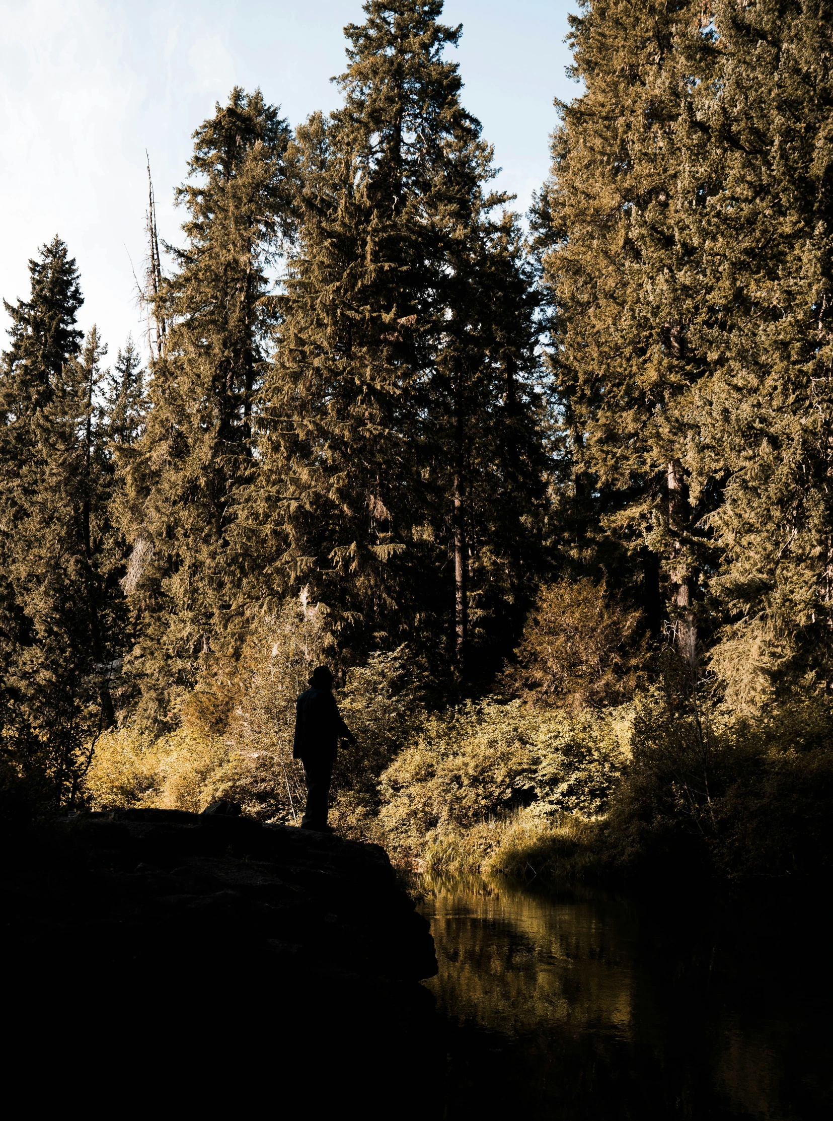 silhouette of person standing in water near evergreen trees