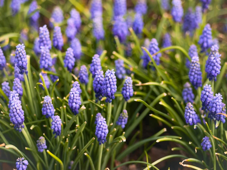 a bush of blue flowering plants on grass