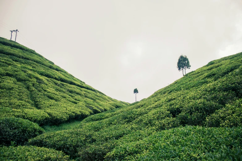 green hills of tea plants under a cloudy sky