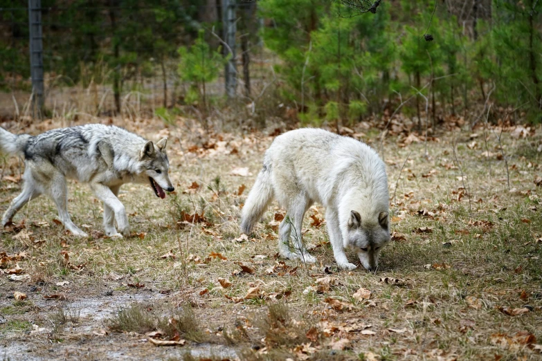 two dogs walking across a field in the woods