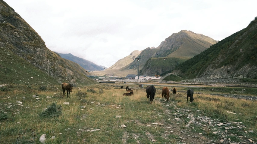 some cows grazing in a very hilly area