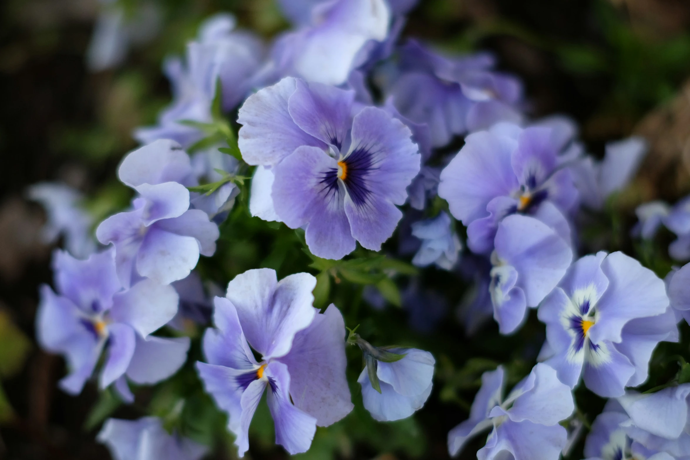 blue flowers are growing together in a garden