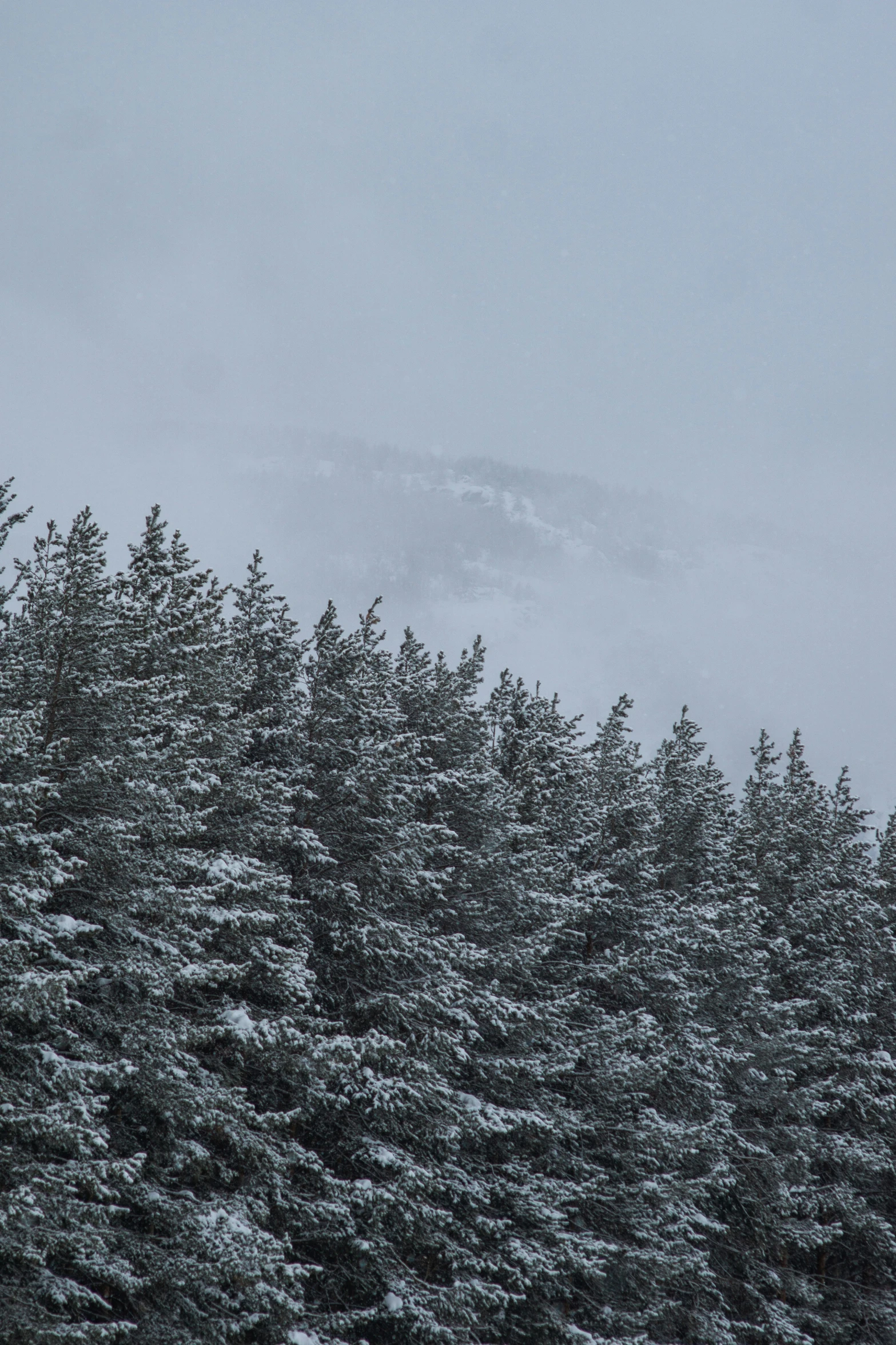 the tall evergreen trees are covered in heavy snow