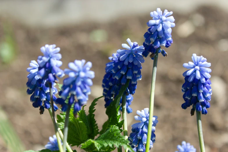 some blue flowers that are sitting on the ground