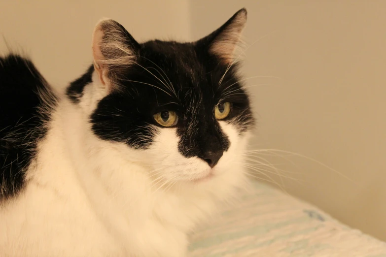 black and white cat sitting on top of a bed