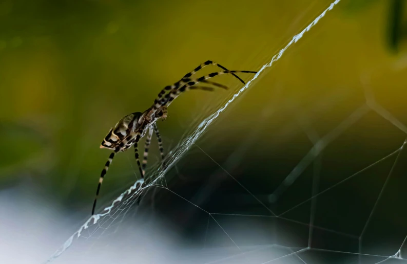 a spider is sitting on the web of a net