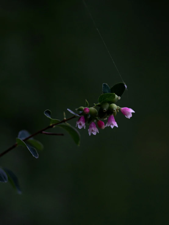 there is a flower with many pink petals on it