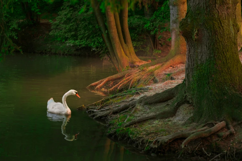 a swan in the water near some trees