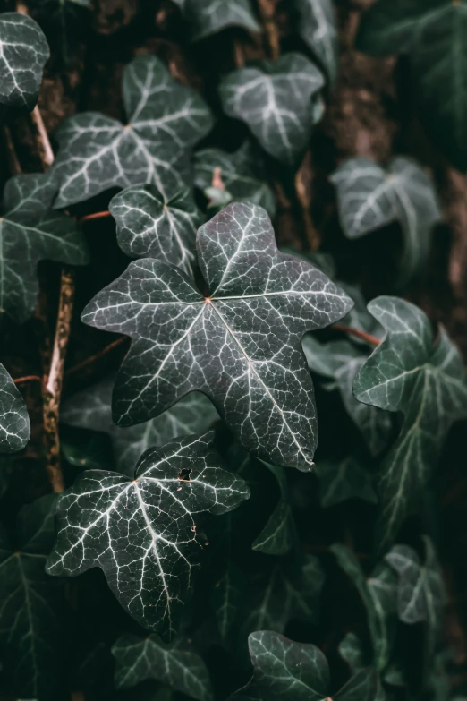 some leafs that are growing on the ground