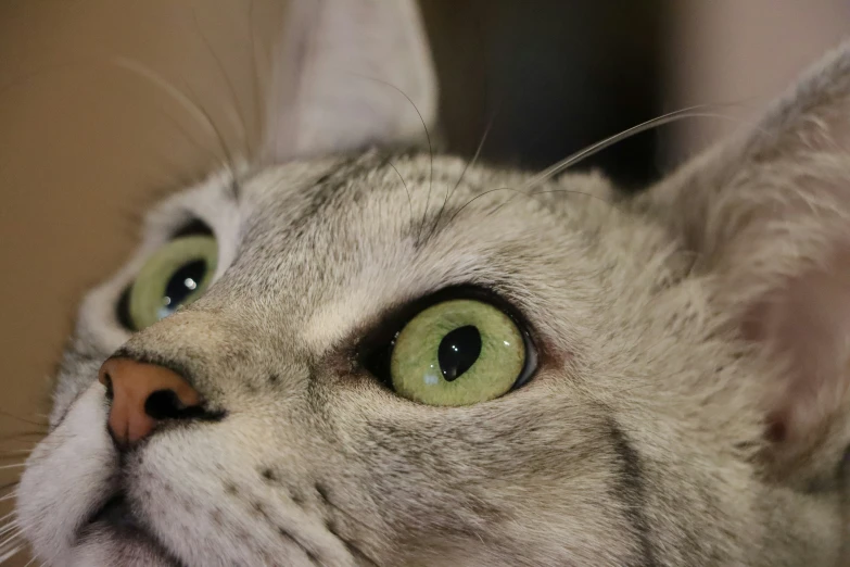 a cat with green eyes looking upward