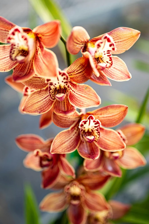 a cluster of red flowered plants on display