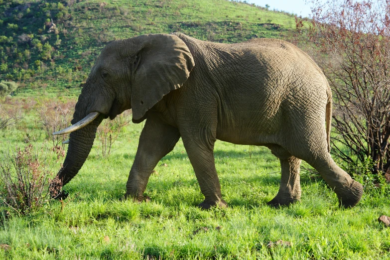 an elephant with tusks is standing in a field