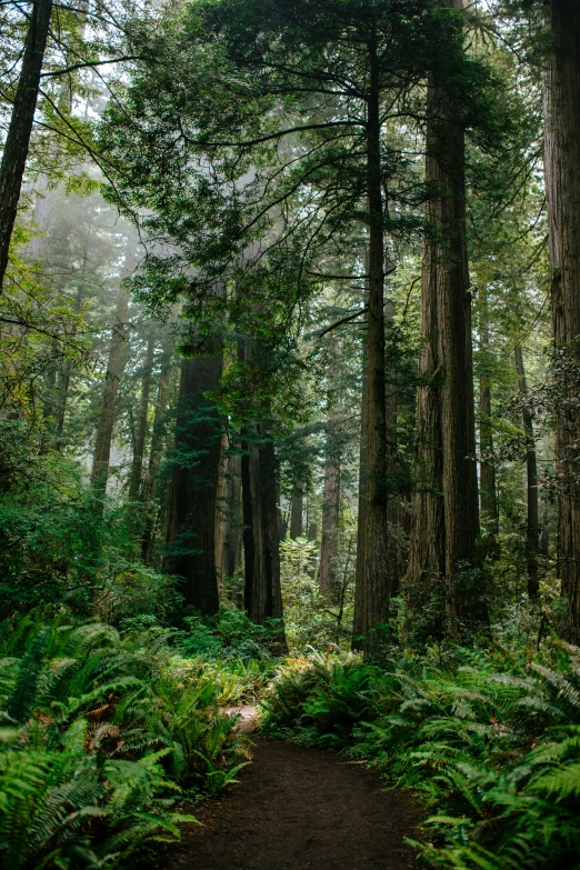 a pathway in a forest with lots of tall trees