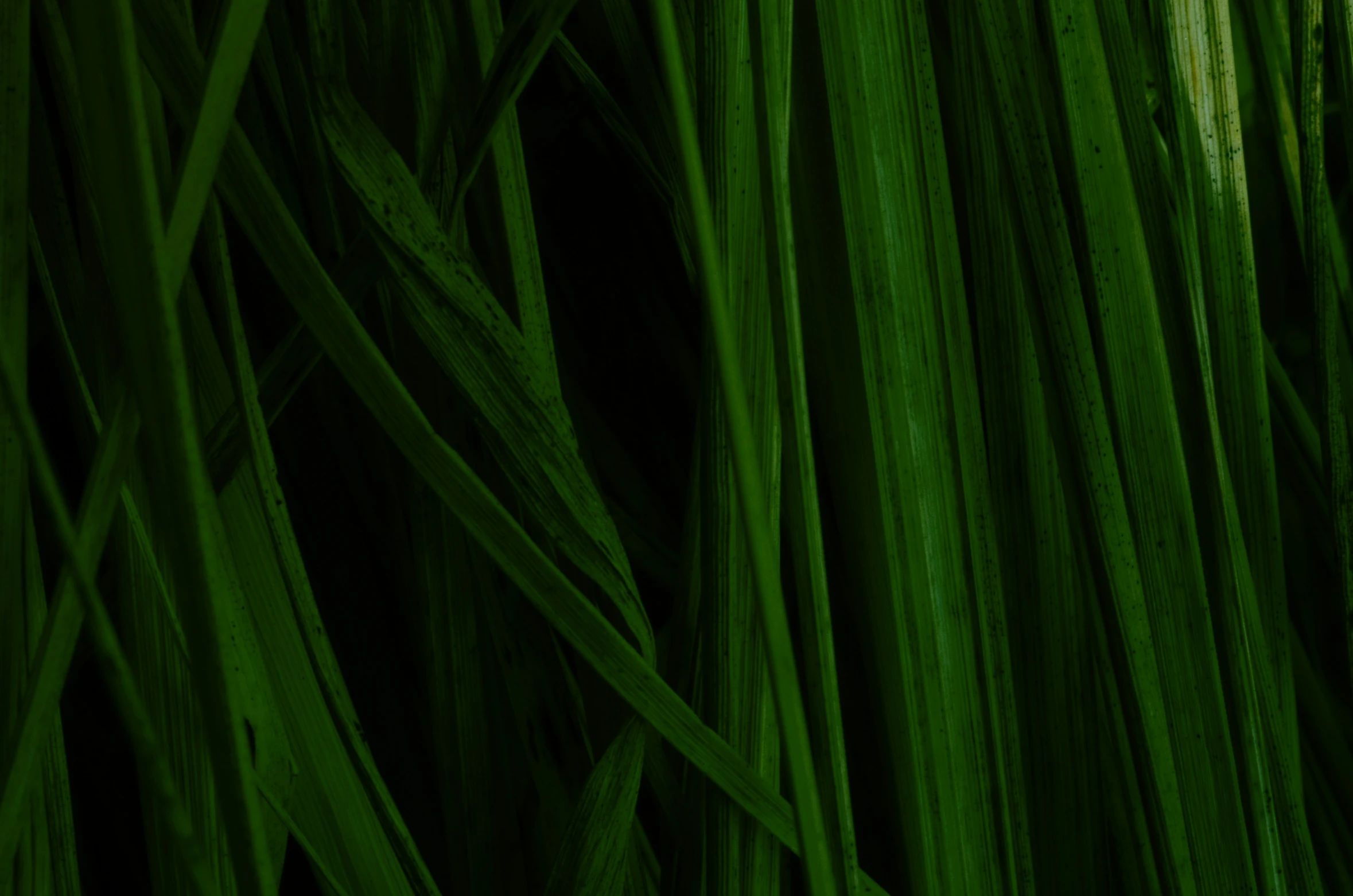 green grass with long, thin leaves in the background