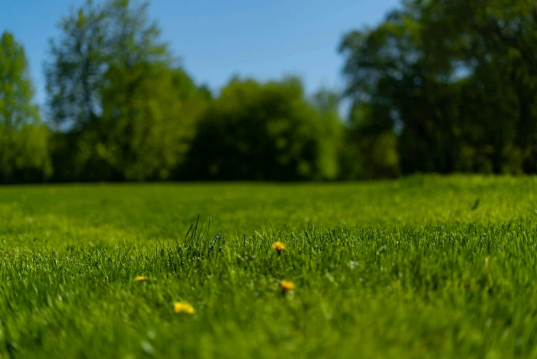 a couple of yellow flowers are on some grass