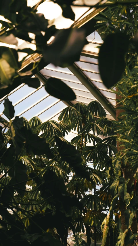 the interior of a tropical greenhouse with glass roofs