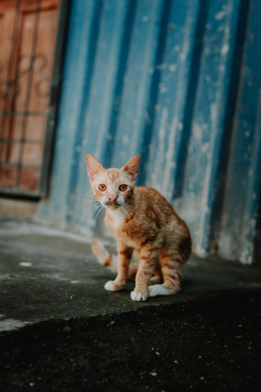 a brown and white kitten is standing in front of an old building