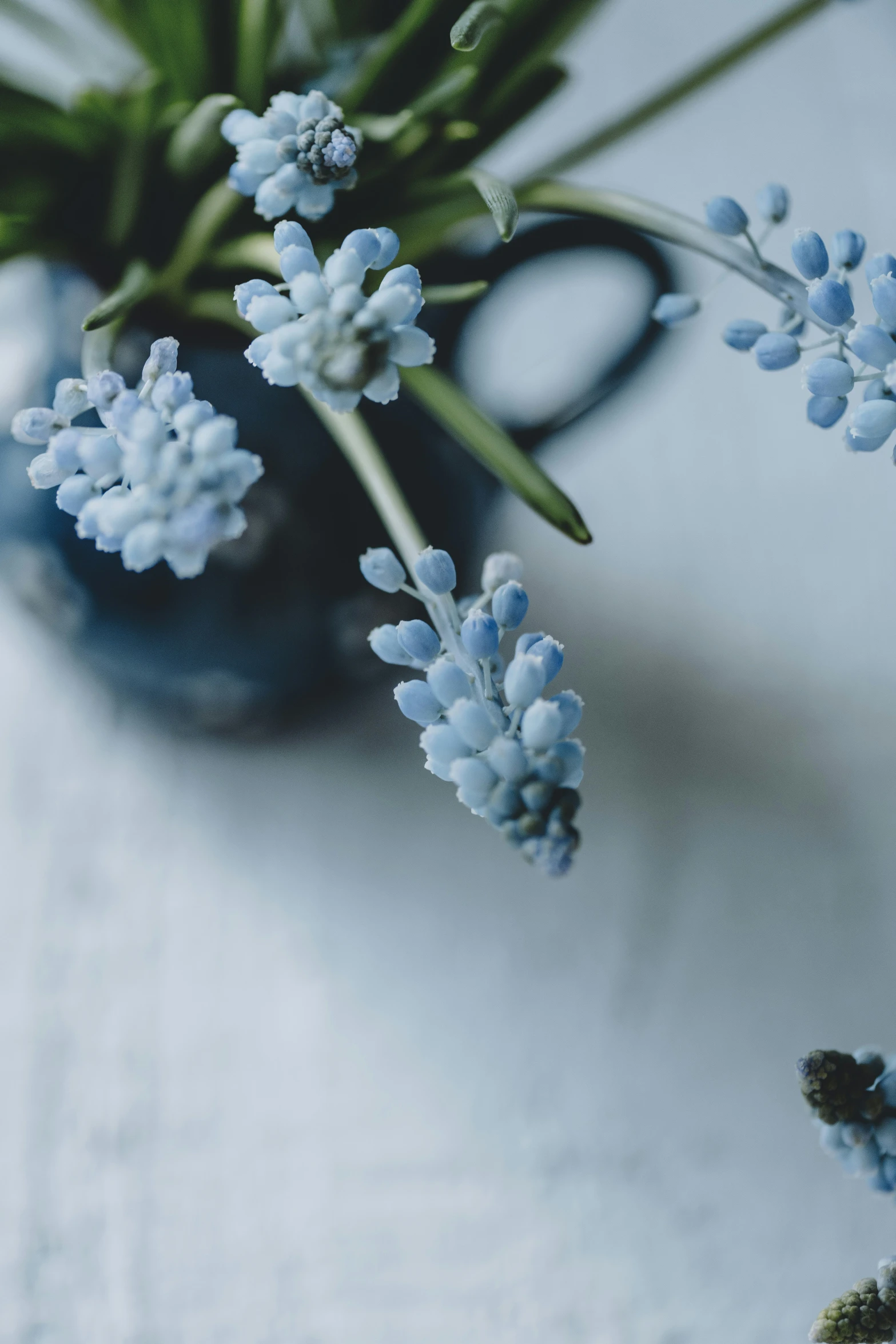 the delicate flowers are arranged on the white surface