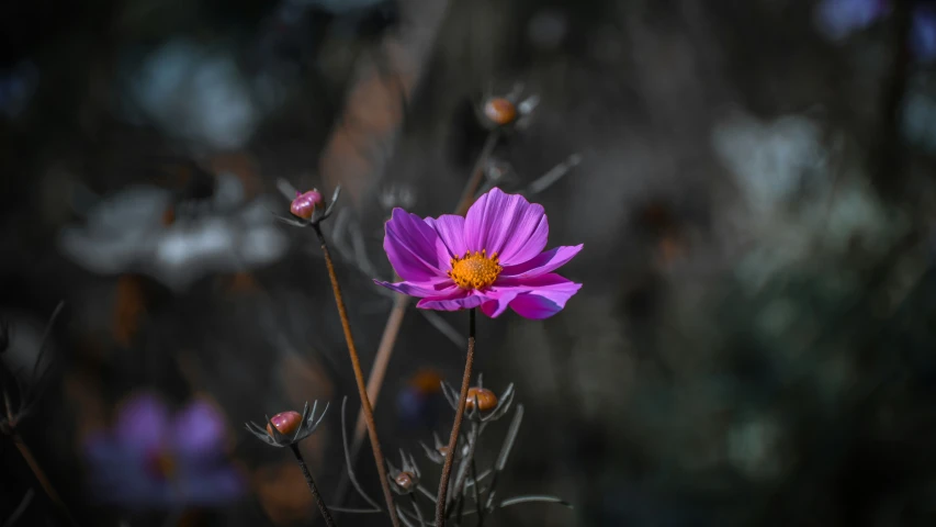 purple flowers sit next to each other in the woods