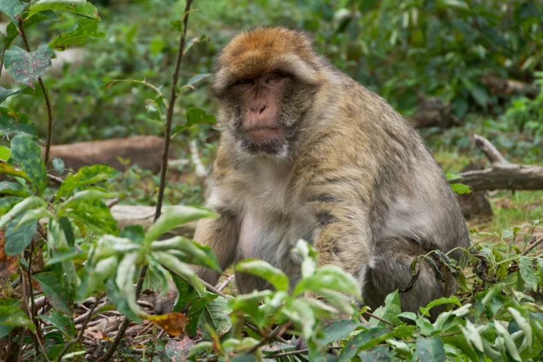 a monkey with a long coat sits among leaves in the forest