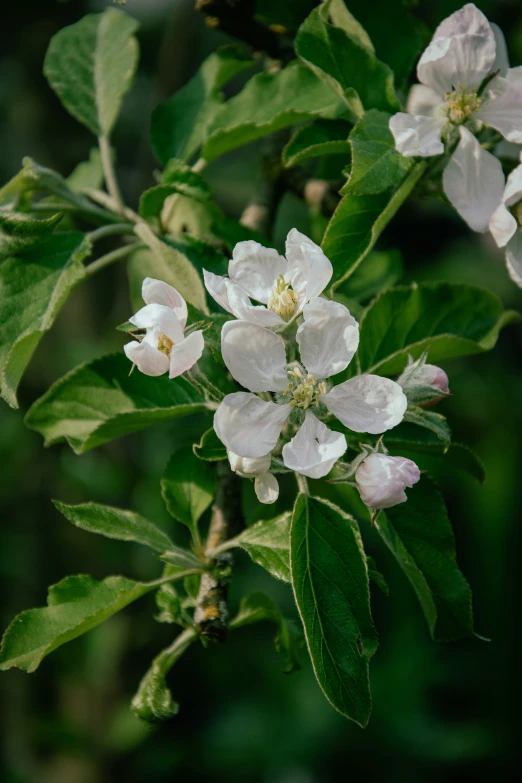 a close up s of some white flowers on a nch