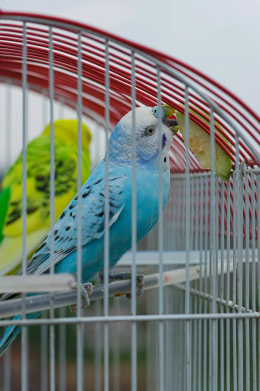 two parakeets are perched in a metal cage