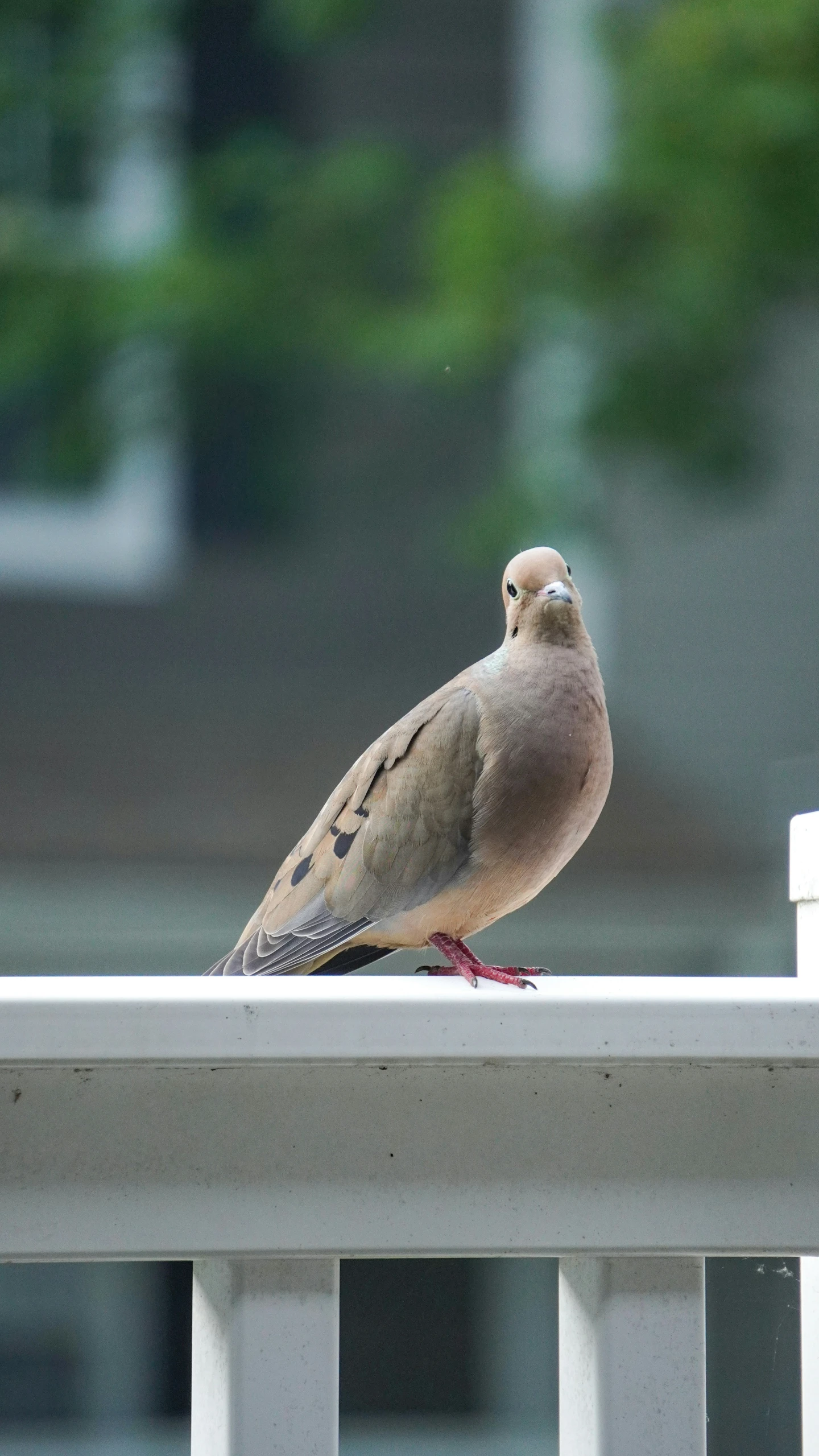 a pigeon standing on top of a white railing